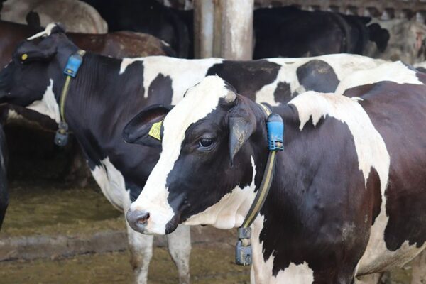 FG to Import Danish Cattle to Boost Milk Production